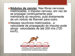 Nódulos de ranvier: Nas fibras nervosas
mielinizadas, o impulso nervoso, em vez de
se propagar continuamente pela
membrana do neurônio, pula diretamente
de um nódulo de Ranvier para outro.
Nesses neurônios mielinizados , a
velocidade de propagação do impulso pode
atingir velocidades de até 200 m/s (720
km/h).
 