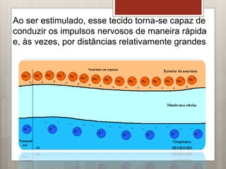 Ao ser estimulado, esse tecido torna-se capaz de
conduzir os impulsos nervosos de maneira rápida
e, às vezes, por distâncias relativamente grandes.
 