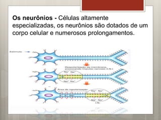 Os neurônios - Células altamente
especializadas, os neurônios são dotados de um
corpo celular e numerosos prolongamentos.
 
