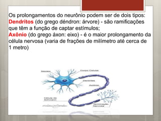 Os prolongamentos do neurônio podem ser de dois tipos:
Dendritos (do grego déndron: árvore) - são ramificações
que têm a função de captar estímulos;
Axônio (do grego áxon: eixo) - é o maior prolongamento da
célula nervosa (varia de frações de milímetro até cerca de
1 metro)
 