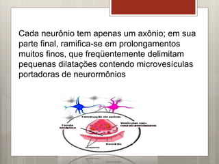 Cada neurônio tem apenas um axônio; em sua
parte final, ramifica-se em prolongamentos
muitos finos, que freqüentemente delimitam
pequenas dilatações contendo microvesículas
portadoras de neurormônios
 