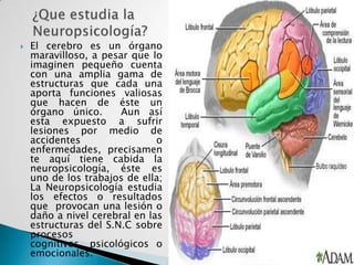 ¿Que estudia la Neuropsicología?El cerebro es un órgano maravilloso, a pesar que lo imaginen pequeño cuenta con una amplia gama de estructuras que cada una aporta funciones valiosas que hacen de éste un órgano único.  Aun así  esta expuesto a sufrir lesiones por medio de accidentes o enfermedades, precisamente aquí tiene cabida la neuropsicología, éste es uno de los trabajos de ella; La Neuropsicología estudia los efectos o resultados que  provocan una lesión o daño a nivel cerebral en las estructuras del S.N.C sobre procesos cognitivos, psicológicos o emocionales. 