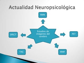 Actualidad NeuropsicológicaRMNEstudios de imágenes del cerebroPETSPECTTACIRMF