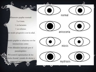 •Diametro pupilar normal:
            3 a 4 mm.                  PUPILA
          < en lactantes
           > en infantes
< de modo progresivo con la edad.


Tamaño pupilar se relaciona con las
        interacciones entre:
  • Iris dilatador inervado por el
          parasimpático
  •El control supranuclear de los
lobulos frontal (estado de alerta) y
     temporal (acomodación).
 