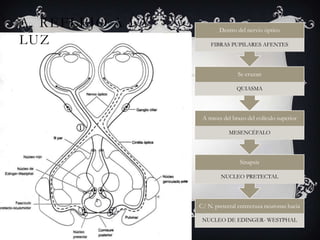 A. REFLEJO A LA           Dentro del nervio óptico
LUZ                   FIBRAS PUPILARES AFENTES




                                  Se cruzan

                                 QUIASMA




                   A traves del brazo del colículo superior
                             MESENCÉFALO




                                  Sinapsis

                          NUCLEO PRETECTAL




                  C/ N. pretectal entrecruza neuronas hacia

                   NUCLEO DE EDINGER- WESTPHAL
 