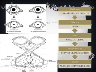 A. REFLEJO A LA           Vía eferente
LUZ               FIBRAS PUPILARES EFENTES



                           Salen por

                            III PAR



                             Hacia

                       GANGLIO CILIAR

        
                        Pasan a través de

                  NERVIOS CILIARES CORTOS



                            Inervar
                  MUSCULO ESFINTER DEL IRIS
 