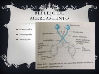 REFLEJO DE
            ACERCAMIENTO

 Acomodación

 Convergencia

 Constricción
 