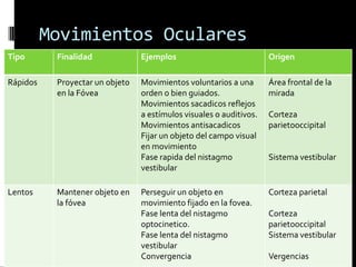 Movimientos Oculares
Tipo       Finalidad             Ejemplos                            Origen

Rápidos    Proyectar un objeto   Movimientos voluntarios a una       Área frontal de la
           en la Fóvea           orden o bien guiados.               mirada
                                 Movimientos sacadicos reflejos
                                 a estímulos visuales o auditivos.   Corteza
                                 Movimientos antisacadicos           parietooccipital
                                 Fijar un objeto del campo visual
                                 en movimiento
                                 Fase rapida del nistagmo            Sistema vestibular
                                 vestibular

Lentos     Mantener objeto en    Perseguir un objeto en              Corteza parietal
           la fóvea              movimiento fijado en la fovea.
                                 Fase lenta del nistagmo             Corteza
                                 optocinetico.                       parietooccipital
                                 Fase lenta del nistagmo             Sistema vestibular
                                 vestibular
                                 Convergencia                        Vergencias
 