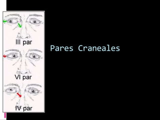 Pares Craneales
 