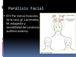 Parálisis Facial
 El V Par inerva musculos
  de la cara, gl. Lacrimales,
  M. estapedio y
  sensibilidad del conducto
  auditivo externo.
 