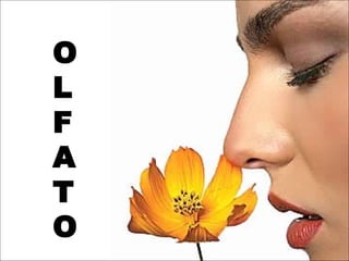 O
L
F
A
T
O
 