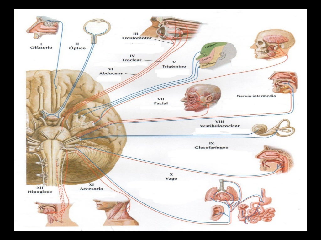 Come Riequilibrare Il Sistema Neurovegetativo Anatomía Neurovegetativo