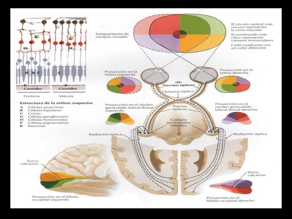 Come Riequilibrare Il Sistema Neurovegetativo Anatomía Neurovegetativo