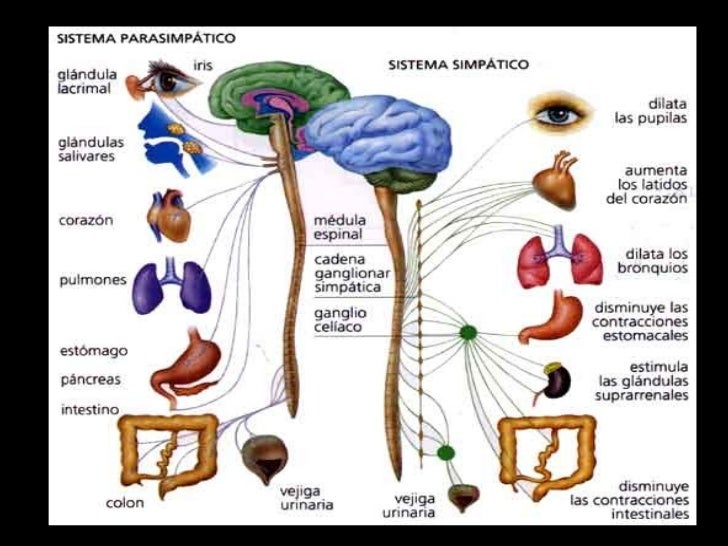Come Riequilibrare Il Sistema Neurovegetativo Anatomía Neurovegetativo
