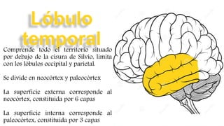 Neurociencia | PPTX