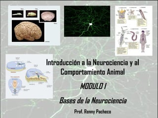 Introducción a la Neurociencia y al
Comportamiento Animal

MODULO I
Bases de la Neurociencia
Prof. Renny Pacheco

 