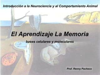 Introducción a la Neurociencia y al Comportamiento Animal

El Aprendizaje La Memoria
bases celulares y moleculares

Prof. Renny Pacheco

 