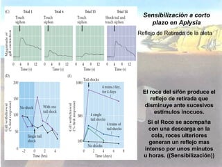 Sensibilización a corto
plazo en Aplysia
Reflejo de Retirada de la aleta

El roce del sifón produce el
reflejo de retirada...