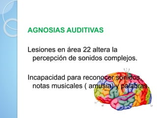 AGNOSIAS AUDITIVAS
Lesiones en área 22 altera la
percepción de sonidos complejos.
Incapacidad para reconocer sonidos,
notas musicales ( amusia) y palabras.
 