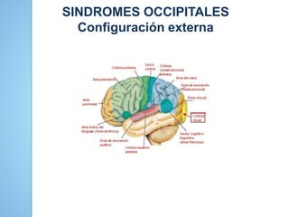 SINDROMES OCCIPITALES
Configuración externa
 