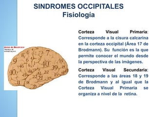 SINDROMES OCCIPITALES
Fisiología
Corteza Visual Primaria:
Corresponde a la cisura calcarina
en la corteza occipital (Área 17 de
Brodmann). Su función es la que
permite conocer el mundo desde
la perspectiva de las imágenes.
Corteza Visual Secundaria:
Corresponde a las áreas 18 y 19
de Brodmann y al igual que la
Corteza Visual Primaria se
organiza a nivel de la retina.
 