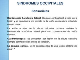 SINDROMES OCCIPITALES
Sensoriales
Hemianopsia homónima lateral. Siempre contralateral al sitio de la
lesión y se caracteriza por perdida de la visión dentro de la mitad del
campo visual.
La lesión a nivel de la cisura calcarina produce también la
hemianopsia homónima lateral pero con conservación de visión
macular.
Cuadrantanopsia. Se presentan por lesión en la cisura calcarina
siempre contralaterales al sitio de la lesión.
La ceguera cortical. Es la consecuencia de una lesión bilateral del
área 17
 