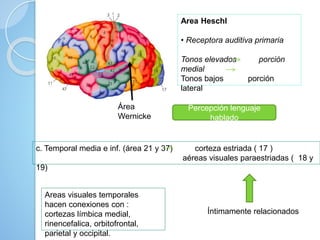 Area Heschl
• Receptora auditiva primaria
Tonos elevados porción
medial
Tonos bajos porción
lateral
c. Temporal media e inf. (área 21 y 37) corteza estriada ( 17 )
aéreas visuales paraestriadas ( 18 y
19)
Areas visuales temporales
hacen conexiones con :
cortezas límbica medial,
rinencefalica, orbitofrontal,
parietal y occipital.
Área
Wernicke
Percepción lenguaje
hablado
Íntimamente relacionados
 