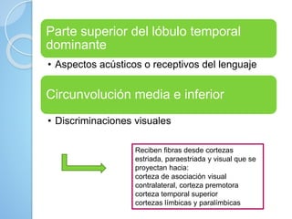 Parte superior del lóbulo temporal
dominante
• Aspectos acústicos o receptivos del lenguaje
Circunvolución media e inferior
• Discriminaciones visuales
Reciben fibras desde cortezas
estriada, paraestriada y visual que se
proyectan hacia:
corteza de asociación visual
contralateral, corteza premotora
corteza temporal superior
cortezas límbicas y paralímbicas
 