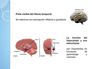 La función del
hipocampo y sus
estructuras:
son importantes en
funciones de
aprendizaje y
memoria
Parte medial del lóbulo temporal:
Se relaciona con percepción olfatoria y gustatoria
 