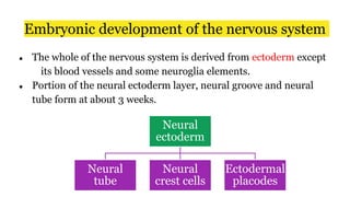 Embryonic development of the nervous system
● The whole of the nervous system is derived from ectoderm except
its blood vessels and some neuroglia elements.
● Portion of the neural ectoderm layer, neural groove and neural
tube form at about 3 weeks.
Neural
ectoderm
Neural
tube
Neural
crest cells
Ectodermal
placodes
 
