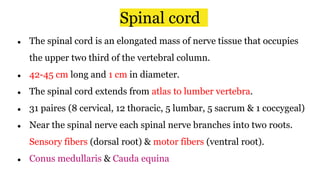 Spinal cord
● The spinal cord is an elongated mass of nerve tissue that occupies
the upper two third of the vertebral column.
● 42-45 cm long and 1 cm in diameter.
● The spinal cord extends from atlas to lumber vertebra.
● 31 paires (8 cervical, 12 thoracic, 5 lumbar, 5 sacrum & 1 coccygeal)
● Near the spinal nerve each spinal nerve branches into two roots.
Sensory fibers (dorsal root) & motor fibers (ventral root).
● Conus medullaris & Cauda equina
 