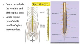 ● Conus medullaris:
the terminal end
of the spinal cord.
● Cauda equine
(horse’s tail)
bundle of spinal
nerve rootlets.
Spinal cord
 