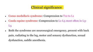 Clinical significance
● Conus medullaris syndrome: Compression to T12 to L1
● Cauda equine syndrome: Compression to L1-L5 most often in L3-
L5
● Both the syndrome are neurosurgical emergency, present with back
pain, radiating to the leg, motor and sensory dysfunction, sexual
dysfunction, saddle anesthesia.
 