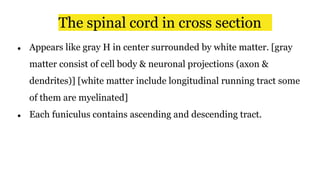 The spinal cord in cross section
● Appears like gray H in center surrounded by white matter. [gray
matter consist of cell body & neuronal projections (axon &
dendrites)] [white matter include longitudinal running tract some
of them are myelinated]
● Each funiculus contains ascending and descending tract.
 