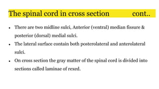 ● There are two midline sulci, Anterior (ventral) median fissure &
posterior (dorsal) medial sulci.
● The lateral surface contain both posterolateral and anterolateral
sulci.
● On cross section the gray matter of the spinal cord is divided into
sections called laminae of rexed.
The spinal cord in cross section cont..
 