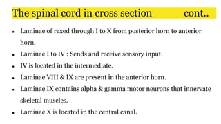 ● Laminae of rexed through I to X from posterior horn to anterior
horn.
● Laminae I to IV : Sends and receive sensory input.
● IV is located in the intermediate.
● Laminae VIII & IX are present in the anterior horn.
● Laminae IX contains alpha & gamma motor neurons that innervate
skeletal muscles.
● Laminae X is located in the central canal.
The spinal cord in cross section cont..
 