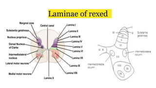 Laminae of rexed
 
