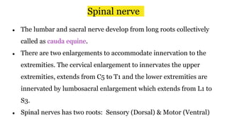 Spinal nerve
● The lumbar and sacral nerve develop from long roots collectively
called as cauda equine.
● There are two enlargements to accommodate innervation to the
extremities. The cervical enlargement to innervates the upper
extremities, extends from C5 to T1 and the lower extremities are
innervated by lumbosacral enlargement which extends from L1 to
S3.
● Spinal nerves has two roots: Sensory (Dorsal) & Motor (Ventral)
 
