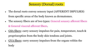 Sensory (Dorsal) roots
● The dorsal roots convey sensory input (AFFERENT IMPULSES)
from specific areas of the body known as dermatomes.
● The sensory fibers are of two types: General sensory afferent fibers
& General visceral afferent fibers.
● GSA fibers: carry sensory impulses for pain, temperature, touch &
proprioception from the body skin tendons and joints.
● GVA fibers: carry sensory impulses from the organs within the
body
 