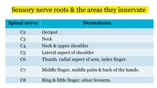 Sensory nerve roots & the areas they innervate
Spinal nerve Dermatome
C2 Occiput
C3 Neck
C4 Neck & upper shoulder
C5 Lateral aspect of shoulder
C6 Thumb, radial aspect of arm, index finger.
C7 Middle finger, middle palm & back of the hands.
C8 Ring & little finger, ulnar forearm.
 