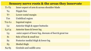 Sensory nerve roots & the areas they innervate
T1-T2 Inner aspect of arm & across shoulder blade
T4 Nipple line
T7 Lower costal margin
T10 Umbilical region
T12-L1 Inguinal region
L2 Anterior thigh & upper buttocks
L3-L4 Anterior knee & lower leg
L5 outer aspect of lower leg, dorsum of foot & great toe
S1 Sole of foot & small toe
S2 Posterior medial thigh & lower leg
S3 Medial thigh
S4-S5 Genitals and saddle area
 