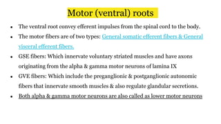 Motor (ventral) roots
● The ventral root convey efferent impulses from the spinal cord to the body.
● The motor fibers are of two types: General somatic efferent fibers & General
visceral efferent fibers.
● GSE fibers: Which innervate voluntary striated muscles and have axons
originating from the alpha & gamma motor neurons of lamina IX
● GVE fibers: Which include the preganglionic & postganglionic autonomic
fibers that innervate smooth muscles & also regulate glandular secretions.
● Both alpha & gamma motor neurons are also called as lower motor neurons
 
