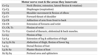 Motor nerve root & the areas they innervate
C1-C4 Neck (flexion, extension, lateral flexion & rotation)
C3-C5 Diaphragm (respiration)
C5-C6 Shoulder movement & flexion of elbow
C5-C7 Forward thrust of shoulder
C5-C8 Adduction of arm from front to back
C6-C8 Extension of forearm and wrist
C7, C8, T1 Flexion of wrist
T1-T12 Control of thoracic, abdominal & back muscles.
L1-L3 Flexion of hip
L2-L4 Extension of leg & adduction of thigh
L4 L5 S1 S2 Abduction of thigh, flexion of lower leg
L4 L5 Dorsal flexion of foot
L5 S1 S2 Planter flexion of foot
S2 S3 S4 Perineal area and sphincters
 