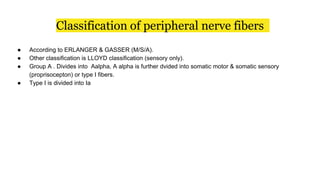 Classification of peripheral nerve fibers
● According to ERLANGER & GASSER (M/S/A).
● Other classification is LLOYD classification (sensory only).
● Group A . Divides into Aalpha, A alpha is further dvided into somatic motor & somatic sensory
(proprisocepton) or type I fibers.
● Type I is divided into Ia
 