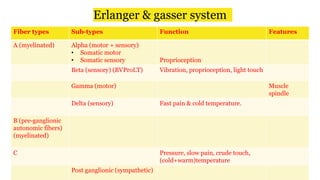 Erlanger & gasser system
Fiber types Sub-types Function Features
A (myelinated) Alpha (motor + sensory)
• Somatic motor
• Somatic sensory Proprioception
Beta (sensory) (BVProLT) Vibration, proprioception, light touch
Gamma (motor) Muscle
spindle
Delta (sensory) Fast pain & cold temperature.
B (pre-ganglionic
autonomic fibers)
(myelinated)
C Pressure, slow pain, crude touch,
(cold+warm)temperature
Post ganglionic (sympathetic)
 