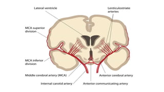 Basal ganglia
 