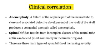 Clinical correlation
● Anencephaly: A failure of the cephalic part of the neural tube to
close and associated defective development of the vault of the skull
produces a congenital anomaly called anencephaly.
● Spinal bifida: Results from incomplete closure of the neural tube
at the caudal end (most commonly in the lumbar region).
● There are three main types of spina bifida of increasing severity:
 