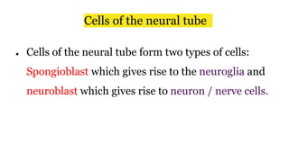 Cells of the neural tube
● Cells of the neural tube form two types of cells:
Spongioblast which gives rise to the neuroglia and
neuroblast which gives rise to neuron / nerve cells.
 