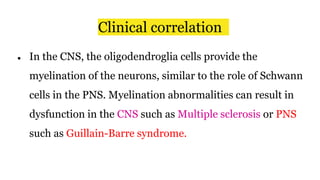 Clinical correlation
● In the CNS, the oligodendroglia cells provide the
myelination of the neurons, similar to the role of Schwann
cells in the PNS. Myelination abnormalities can result in
dysfunction in the CNS such as Multiple sclerosis or PNS
such as Guillain-Barre syndrome.
 