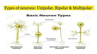Types of neurons: Unipolar, Bipolar & Multipolar
 